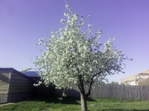 Church of Evangelical Christians "Ark of Salvation"