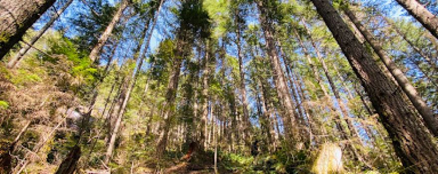 Campbell River Lookout Trail