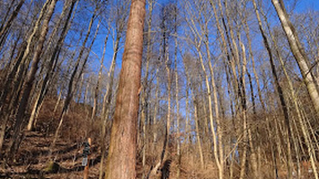 Mammutbaum Neustadt/ Harz