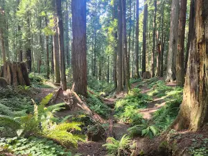 Sequoia Park