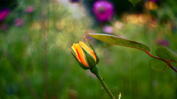 Rosensortimentsgarten