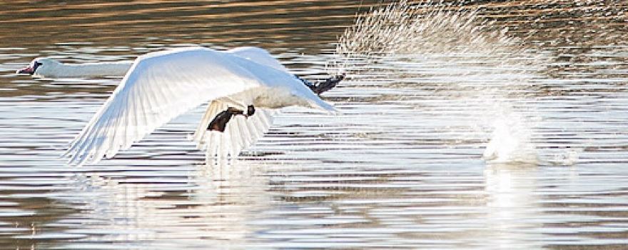 Nordre Øyeren naturreservat
