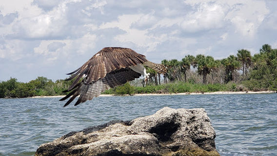 Florida Adventurer: Bioluminescent Kayaking Cocoa Beach