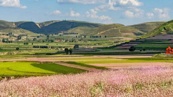 Baiyushan Pastoral Flower Sea Tourism Area