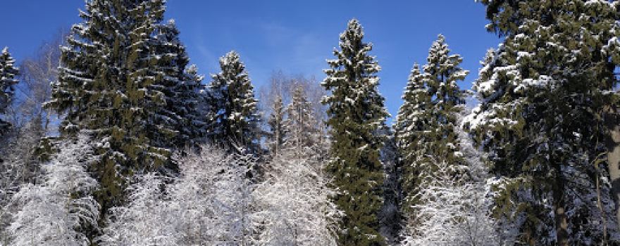 Комитетский Лес