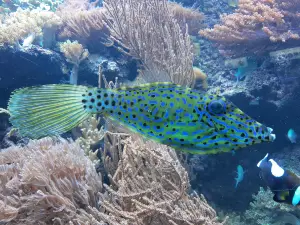 그디니아 아쿠아리움