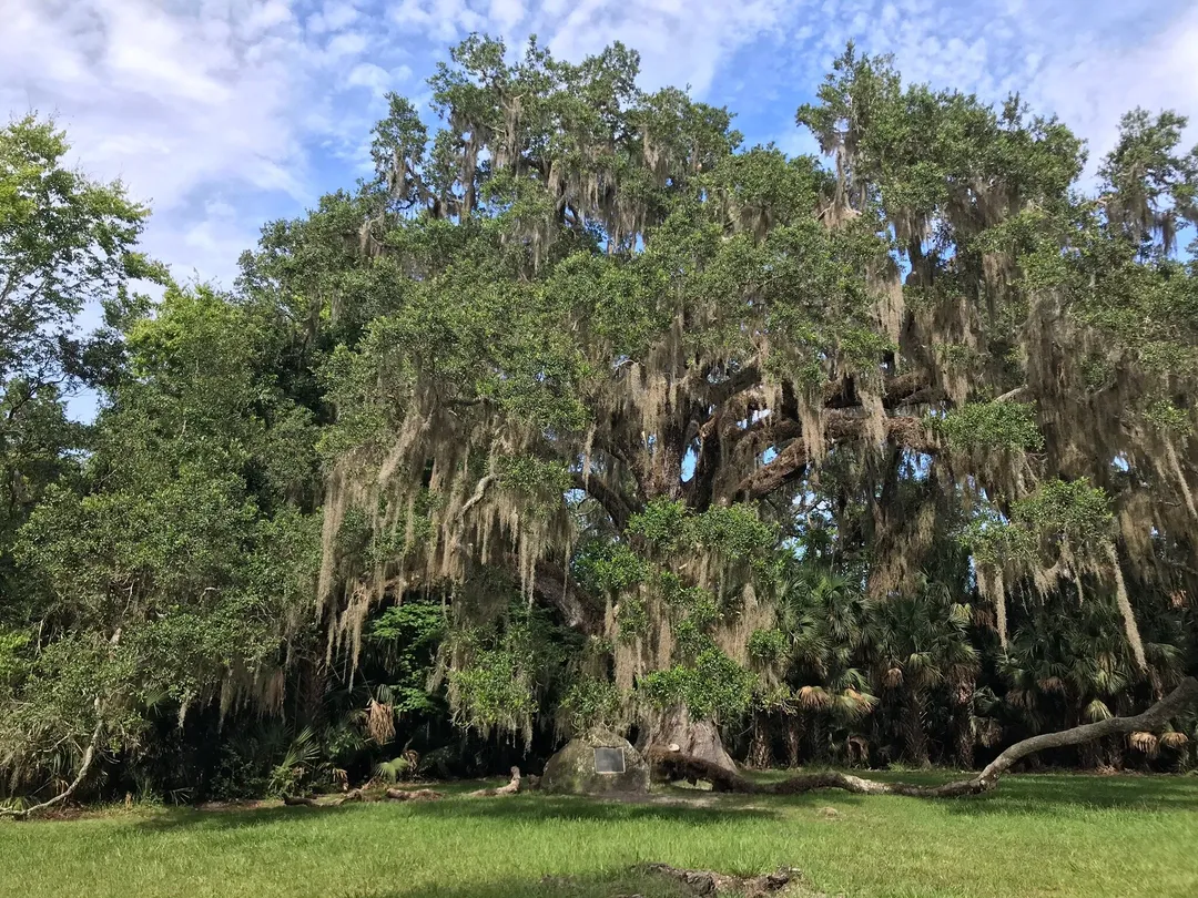 Bulow Creek State Park Tickets - 0HJ4512000h01zhe4DCFF W 1440 810 Q80.webp