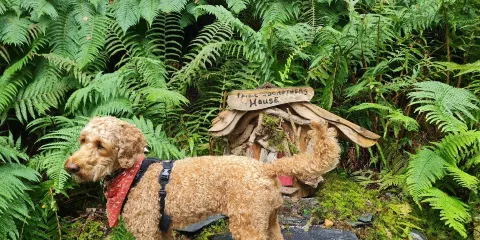 Loch Lomond Faerie Trail