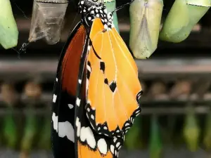 Konya Tropical Butterfly Garden