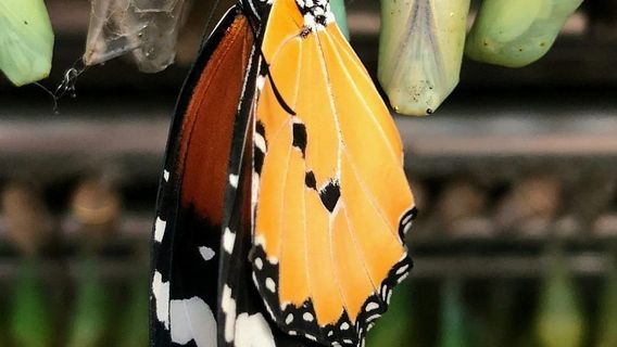 Konya Tropikal Kelebek Bahçesi