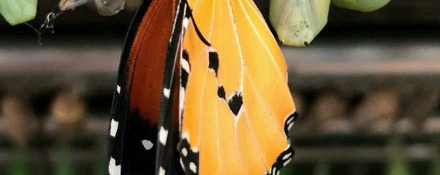 Konya Tropical Butterfly Garden