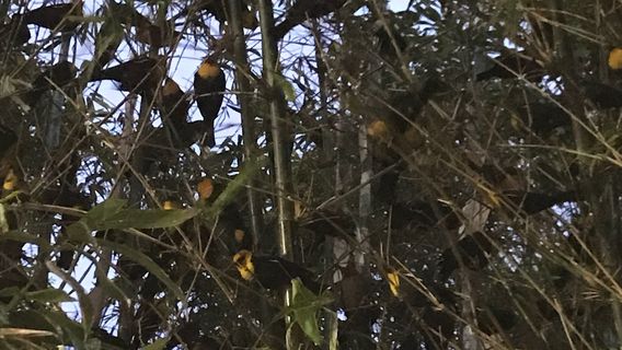 Bosque Venustiano Carranza