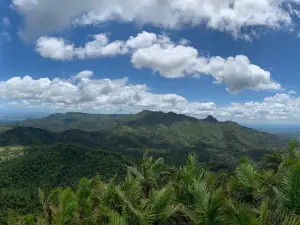 Foresta nazionale caraibica