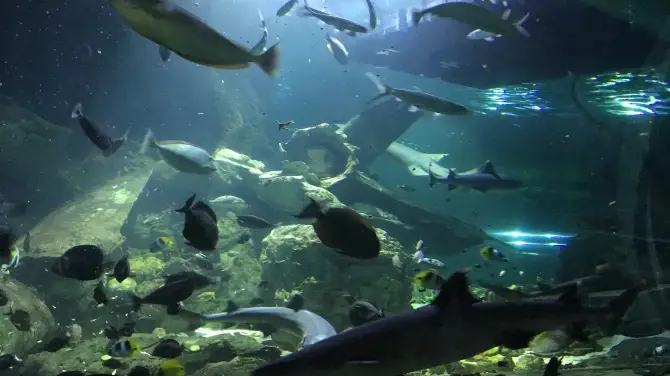 5_關島海底世界水族館