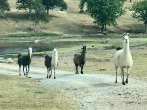 Eureka Springs Safari Park