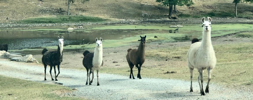Eureka Springs Safari Park