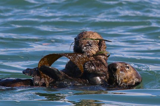 Moss Landing