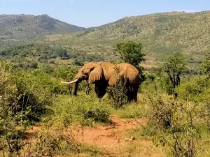 Réserve de chasse Pilanesberg