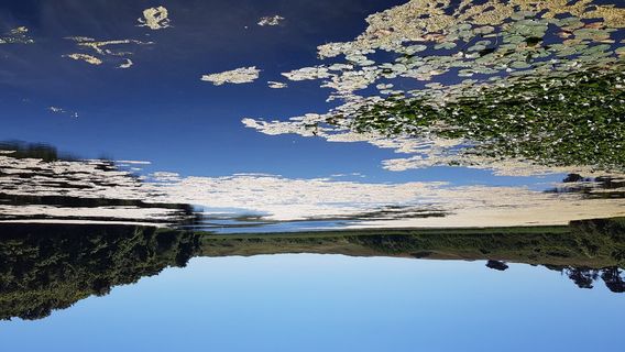 Bosherston Lily Ponds