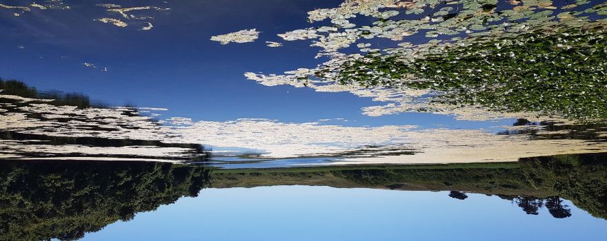Lily Ponds