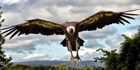 World of Wings Birds of Prey Centre
