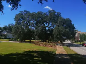 The Big Oak