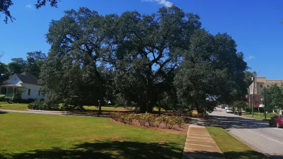 Thomasville's Historic Big Oak