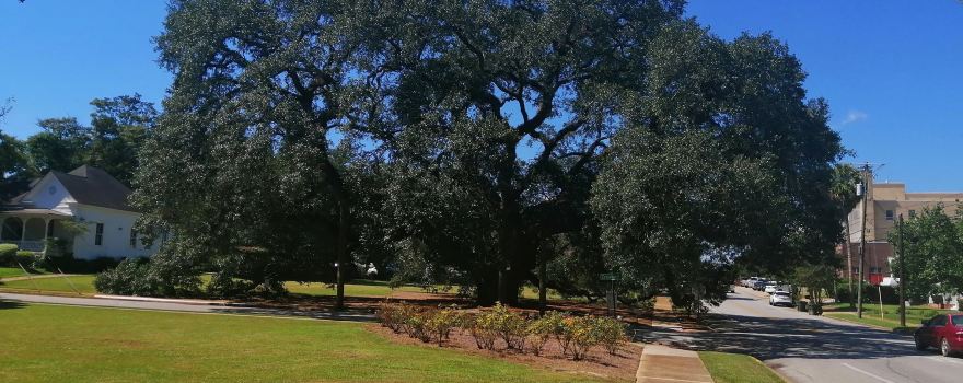 Thomasville's Historic Big Oak