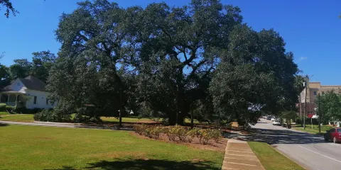 Thomasville's Historic Big Oak