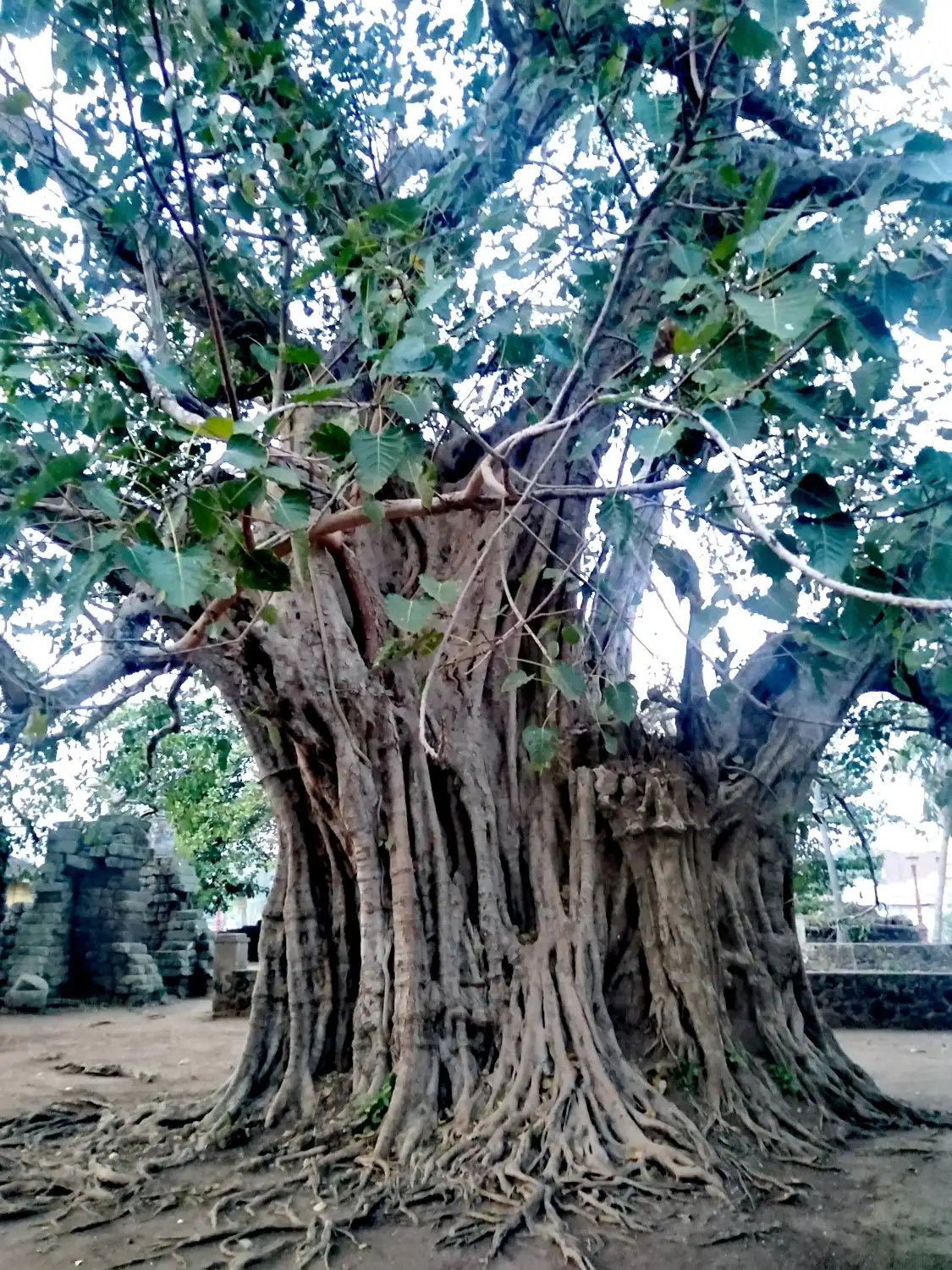 Hotels near Wat Nokor