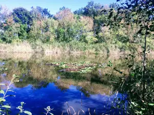 Acarlar Floodplain Forest