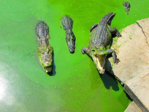 Samut Prakan Crocodile Farm & Zoo