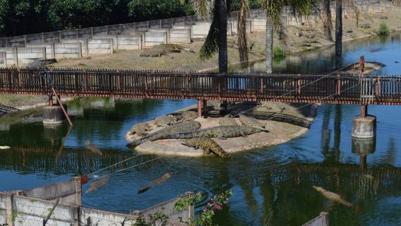 Agatha Crocodile Ranch