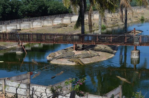 Agatha Crocodile Ranch