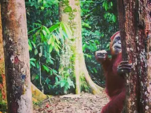 Bukit Lawang