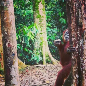 Bukit Lawang Wisata Alam