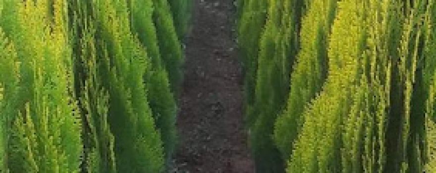 ABORANIA PLANTE