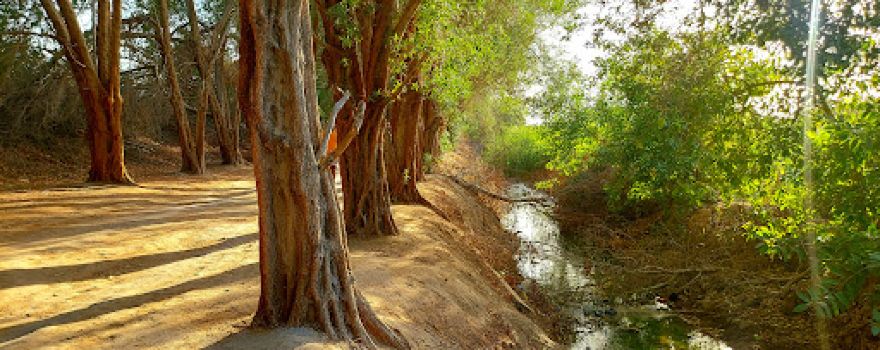 Karzakkan forest غابة كرزكان