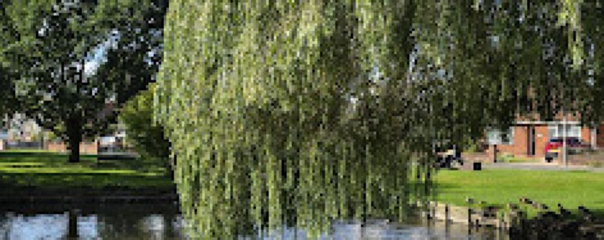 Wigginton Duck Pond