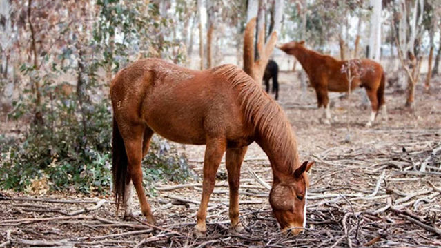 Host of Heaven Stables