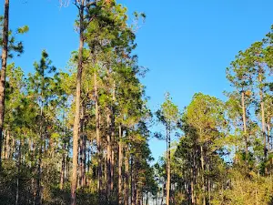 Osceola Wildlife Management Area