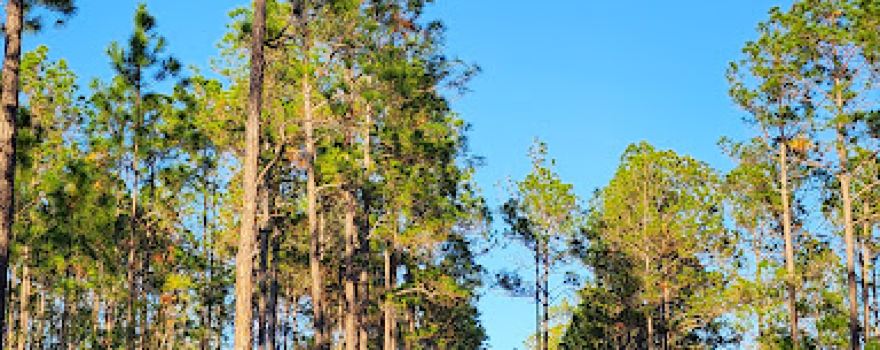 Osceola Wildlife Management Area