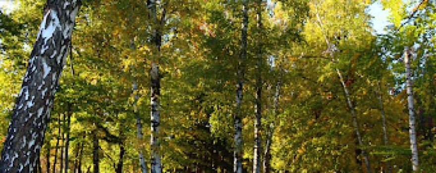 Silver Woods