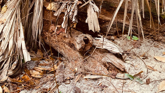 Sawmill Disc Golf Course