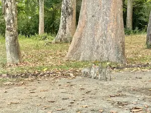 Ban Wan Monkey City Park