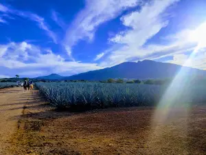 Agave Fields / Fields Mundo Cuervo Agave