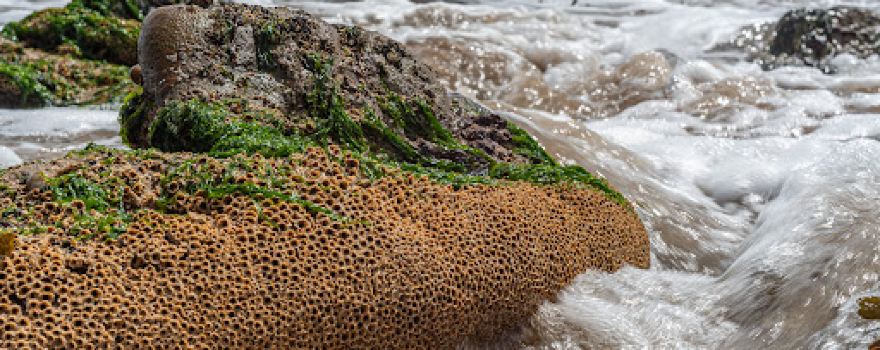 Rotherslade Bay