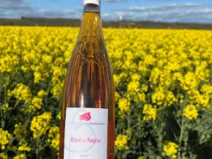 BODINEAU Coteaux du Layon Producer FIELD