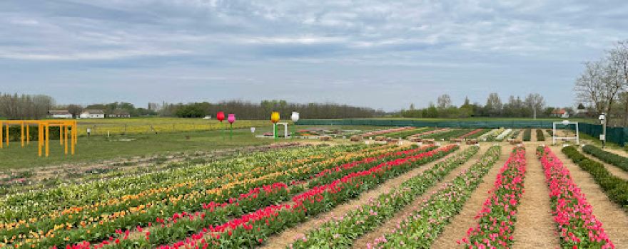 TulipGarden Mórahalom