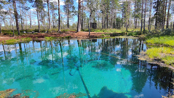 Frog Spring in the Wetlands